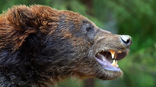 Man survived bear attack, allegedly ate rescuer dog to ward off starvation