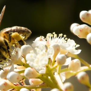 bees diesel hampered