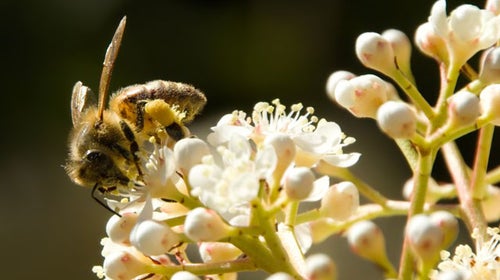 bees diesel hampered