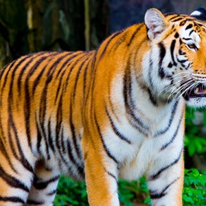 There are fewer than 2,000 Bengal tigers left in the wild; 22 of them are monitored by Panna Tiger Reserve in central India.
