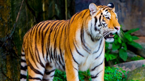 There are fewer than 2,000 Bengal tigers left in the wild; 22 of them are monitored by Panna Tiger Reserve in central India.