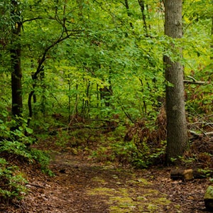Sasquatch scientist Melba Ketchum hopes proof of Bigfoot's existence will not foster hunting.