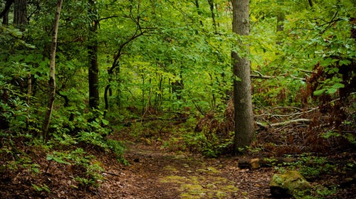 Sasquatch scientist Melba Ketchum hopes proof of Bigfoot's existence will not foster hunting.