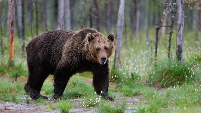 80-Year-Old Fights and Escapes Bear