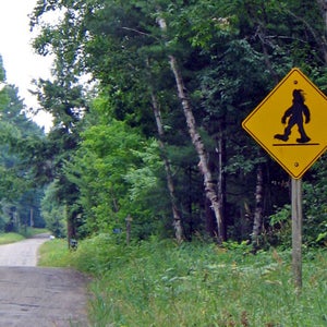 sign road trees woods bush winding country leaves grass sasquatch bigfoot caution roadsign crosswalk