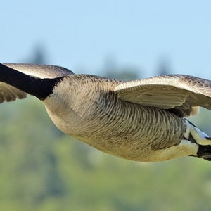 canada geese goose drone drones drone strike hexacopter ottawa river beaches health hazard steve wambolt