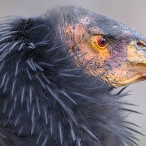 About 25 California condors—a species with an average wingspan of nine to ten feet, according to National Geographic—were seen on the live videocam during testing over the weekend.