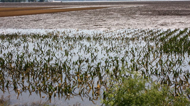 Quincy, IL, June 20, 2008 - Fields of corn are desimated and crops are ruined for the year by the flooding waters of the Mississippi River in southern Illinois. Robert Kaufmann/FEMA