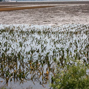 Quincy, IL, June 20, 2008 - Fields of corn are desimated and crops are ruined for the year by the flooding waters of the Mississippi River in southern Illinois. Robert Kaufmann/FEMA