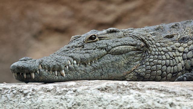 Man Wakes Up, Finds Crocodile Under His Bed