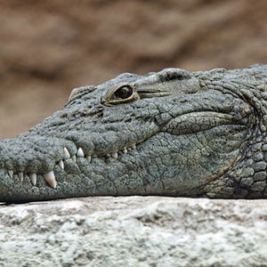 Humani lodge zimbabwe guy whittal crocodile