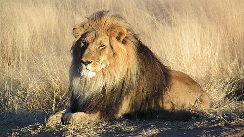 dallas zoo lions killing one on one