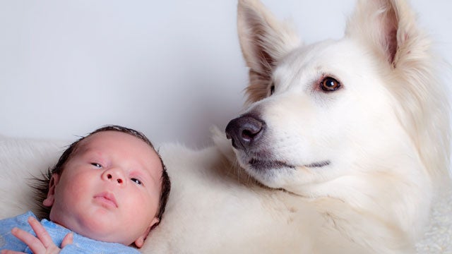 are dogs more expensive than babies