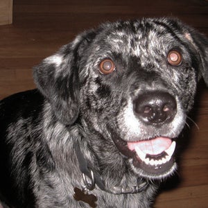 dogs high study america colorado marijuana poisioning dog ate hash brownies weed what to do emergency vet