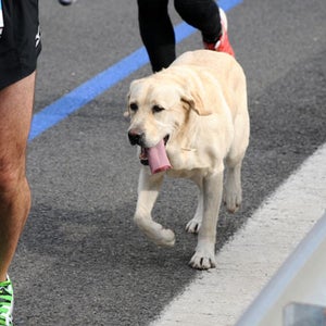 A dog running in the Athens Marathon 2012. Note: This dog is not Boogie Butts, who ran the Evansville Half Marathon.