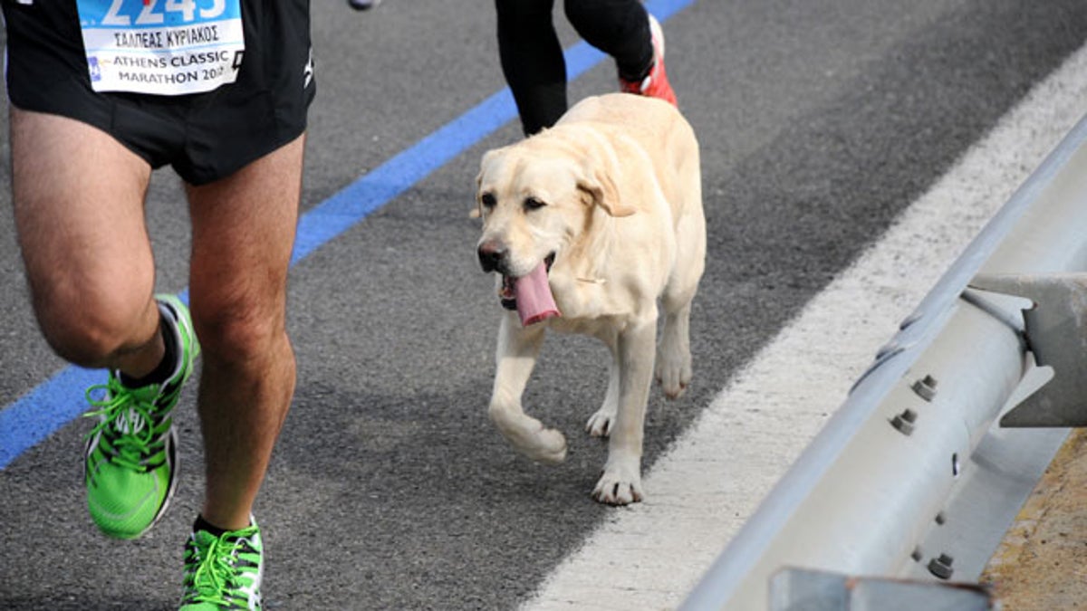 Dog That Ran HalfMarathon Dies