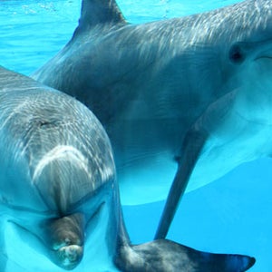 Protesters have responded with outrage to plans for a marine park next to the bloody waters of a dolphin-slaughtering bay in Taiji.