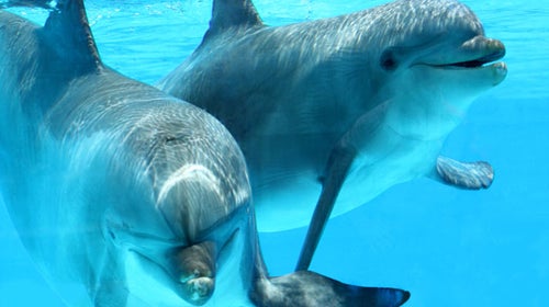 Protesters have responded with outrage to plans for a marine park next to the bloody waters of a dolphin-slaughtering bay in Taiji.