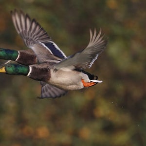 The fourth season premiere of  