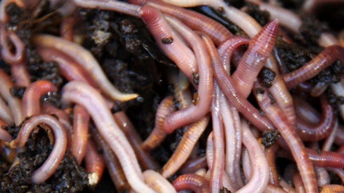 According to John Peter, earthworms have a 