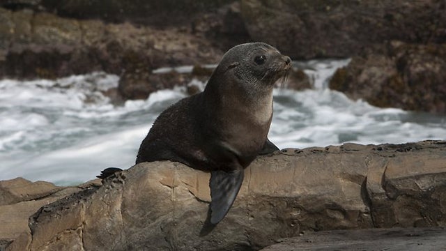 fur seal punched bristol zoo suspended punch