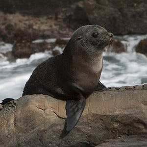 fur seal punched bristol zoo suspended punch