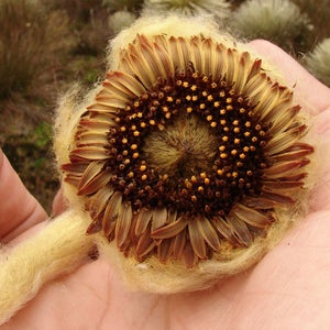 The fuzz covering this daisy, the Coespeletia palustris, helps it survive in the harsh mountain climate.