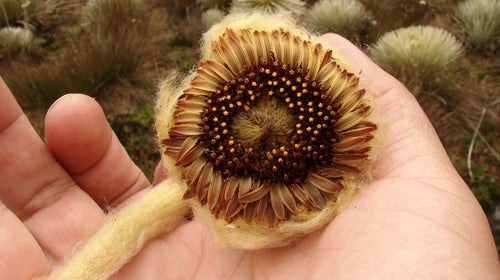 The fuzz covering this daisy, the Coespeletia palustris, helps it survive in the harsh mountain climate.