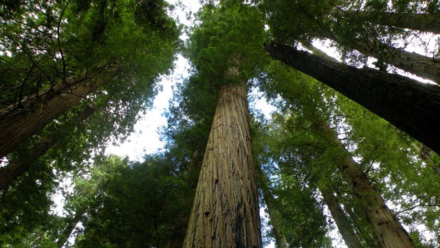 Giant Redwood trees