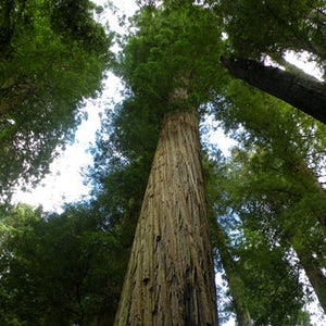 Giant Redwood trees