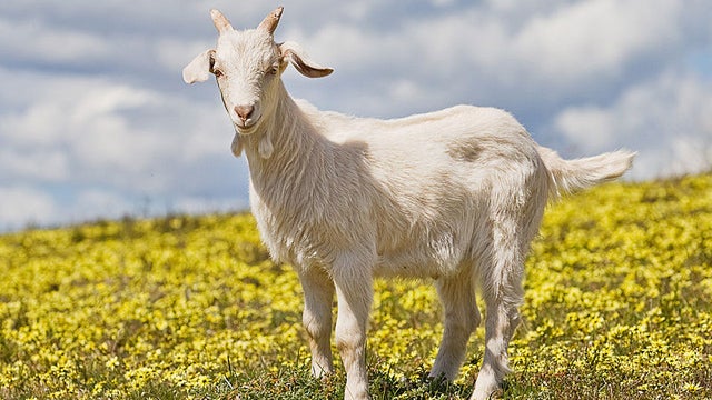 goats Historic Congressional Cemetery tending gardening landscaping