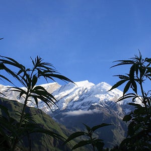 cannabis gottingen A Few Autonomous Flower Childre