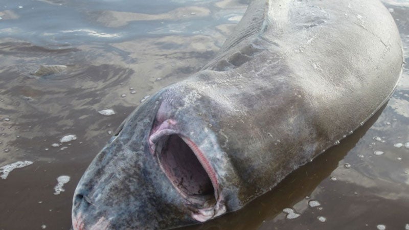 chaulk newfoundland shark chokes moose