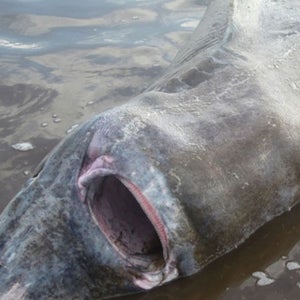 chaulk newfoundland shark chokes moose