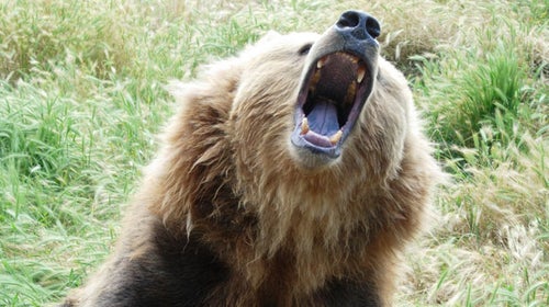 Growling grizzly bear