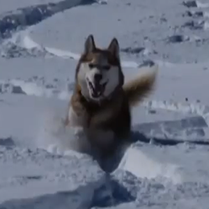 Juneau, the Alaskan Husky