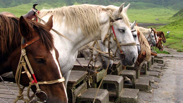 Horses Kusasanri horse japan