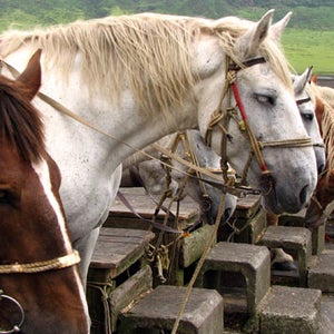Horses Kusasanri horse japan
