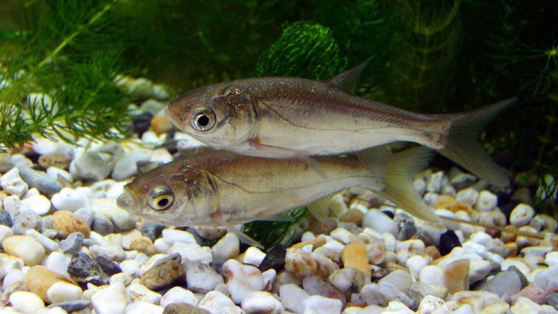 silver carp