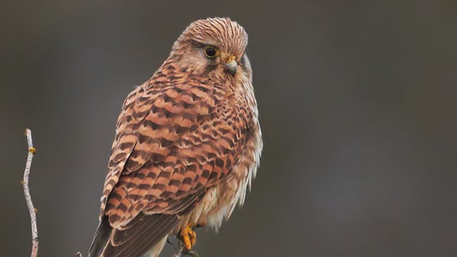 kestrel spy israel turkey