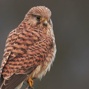 kestrel spy israel turkey