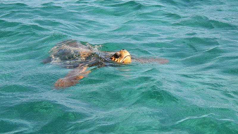 A loggerhead sea turtle