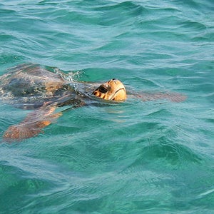 A loggerhead sea turtle