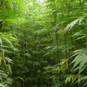 pot marijuana daniel ricketts albany county dead booby trap piano wire illegal plantation