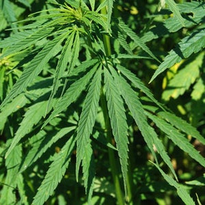 Police in Oregon caught wind of a man bragging about the size of his stash, so, much like him, they took to the stars.