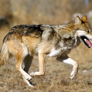 Mexican gray wolf