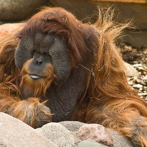 Orangutan in the Como Park Zoo in St. Paul, Minnesota