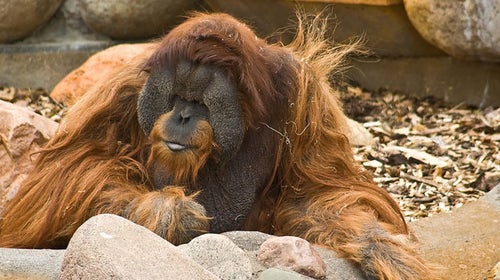 Orangutan in the Como Park Zoo in St. Paul, Minnesota