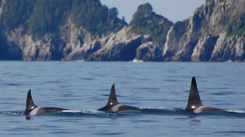 Orcas off the coast of Alaska.