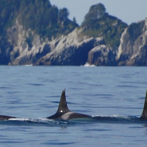 Orcas off the coast of Alaska.